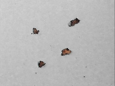 Sourcer Wild 20 Wochen Sourcer Wild 20 Wochen