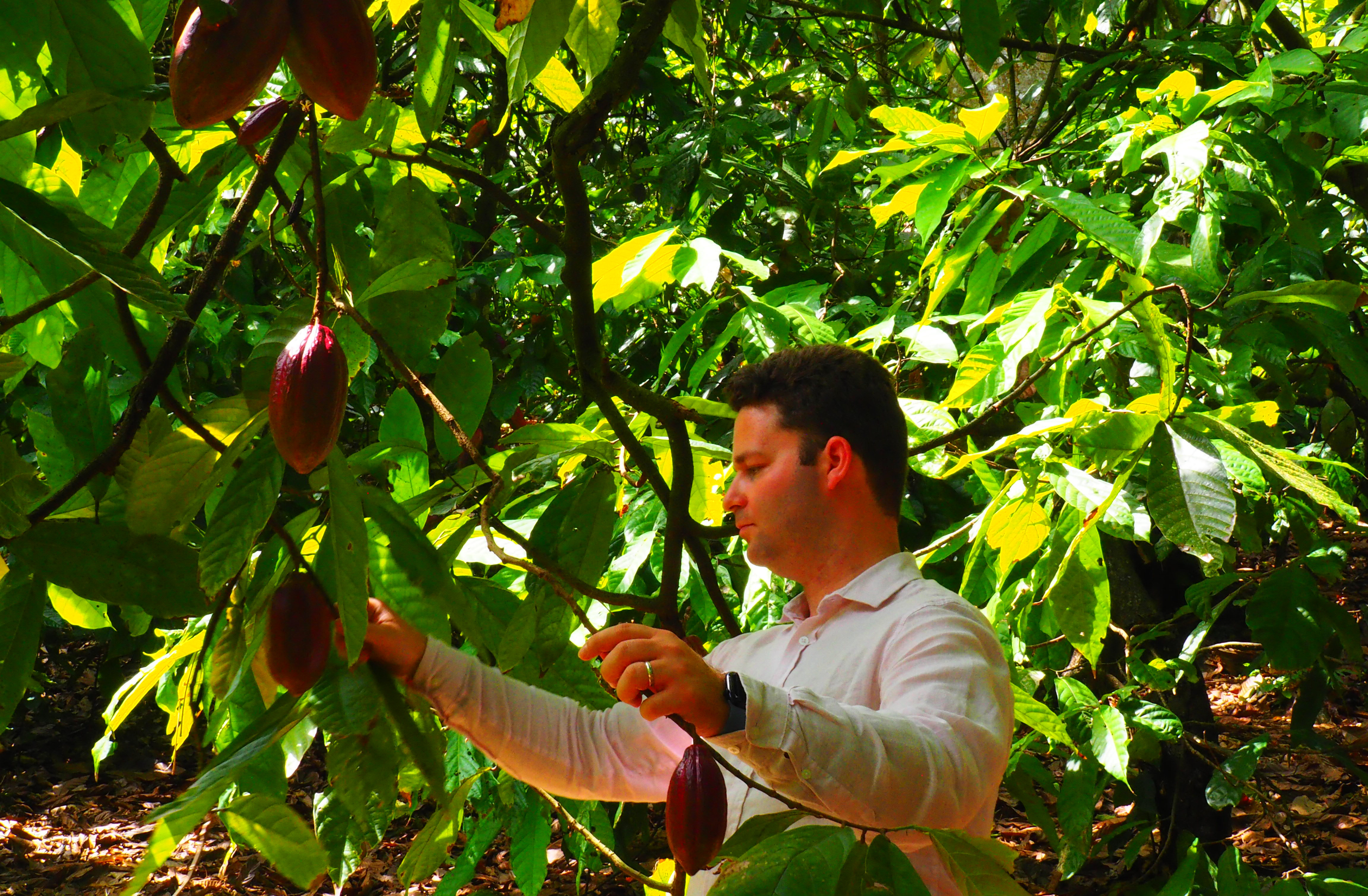 Baumschule für Kakaosetzlinge Baumschule für Kakaosetzlinge