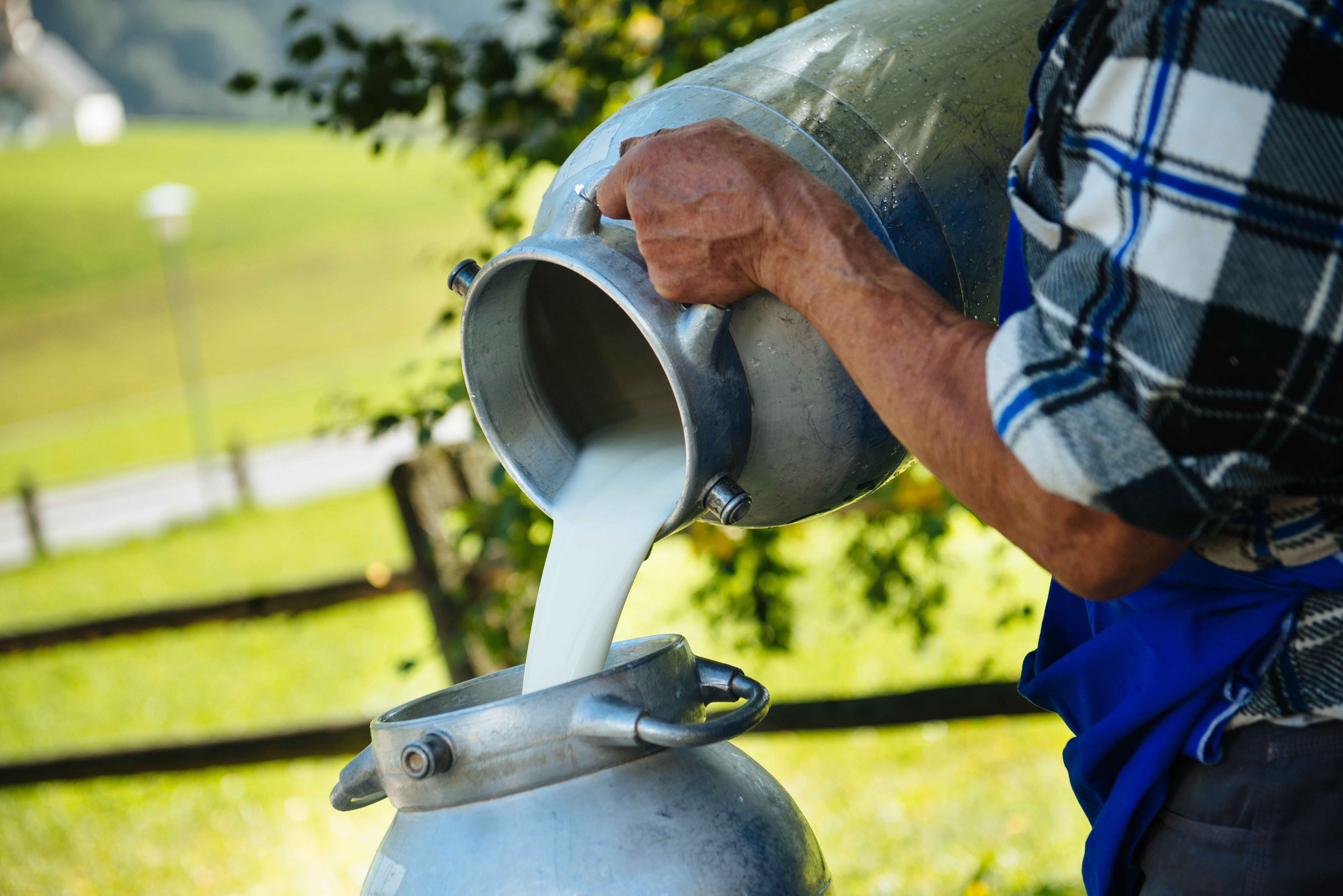 Eine Person gießt Milch in einen Metallbehälter.
