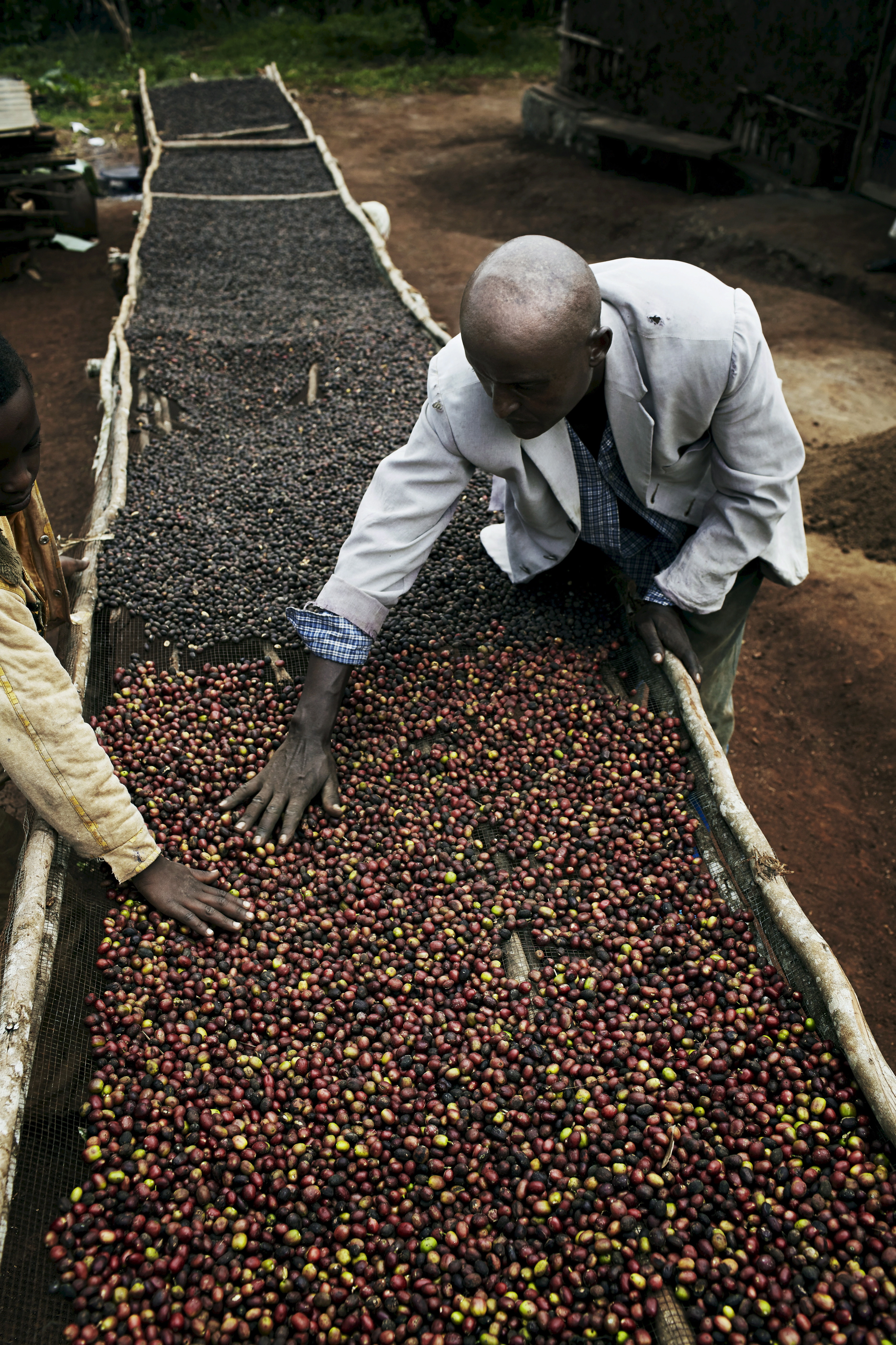 Sonnengetrocknet & trommelgeröstet Kaffee wird in der Sonne getrocknet