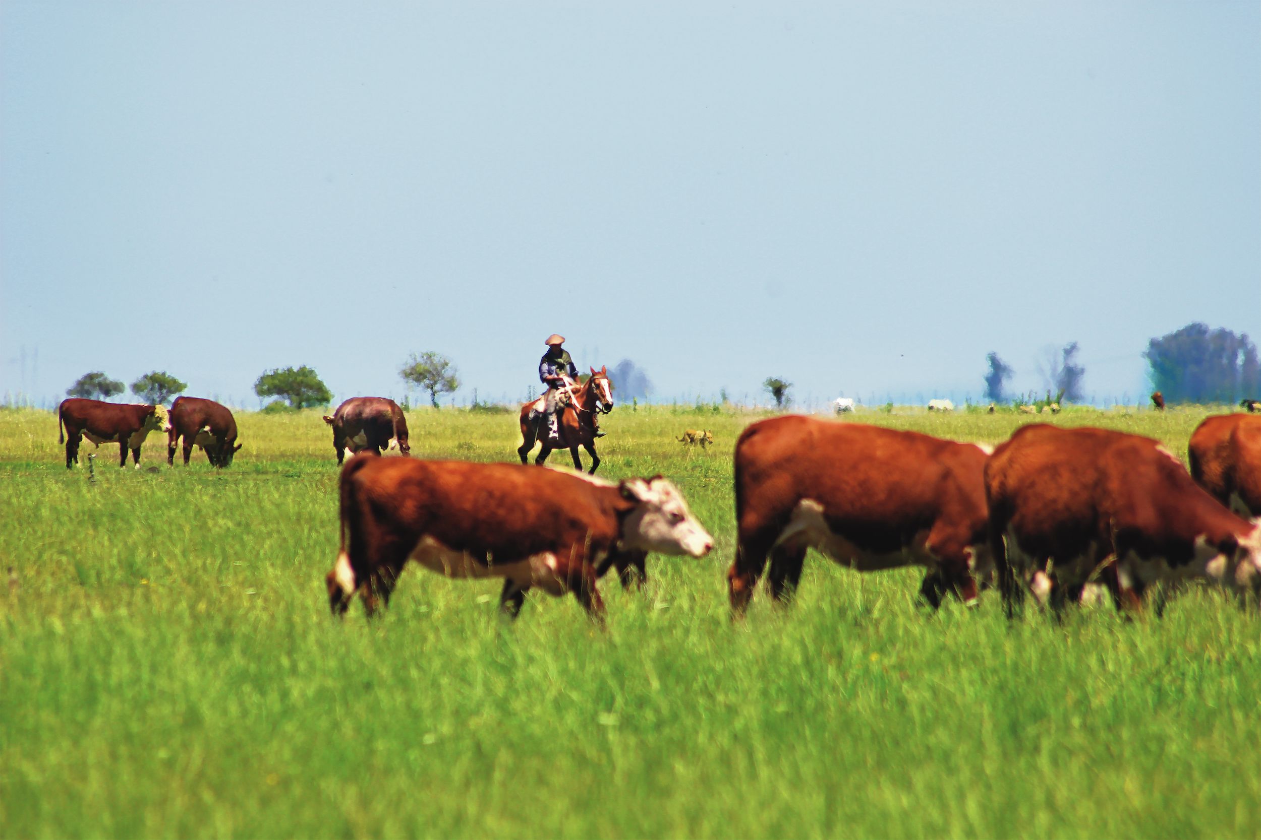 Rodeo Rinder mit Gaucho in Argeninien