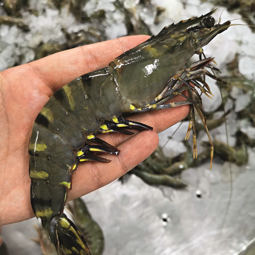 Black Tiger in der Hand Black Tiger in der Hand