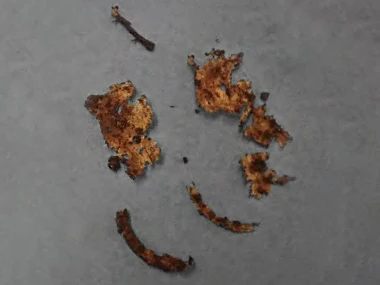 Sourcer Wild 15 Wochen Sourcer Wild 15 Wochen