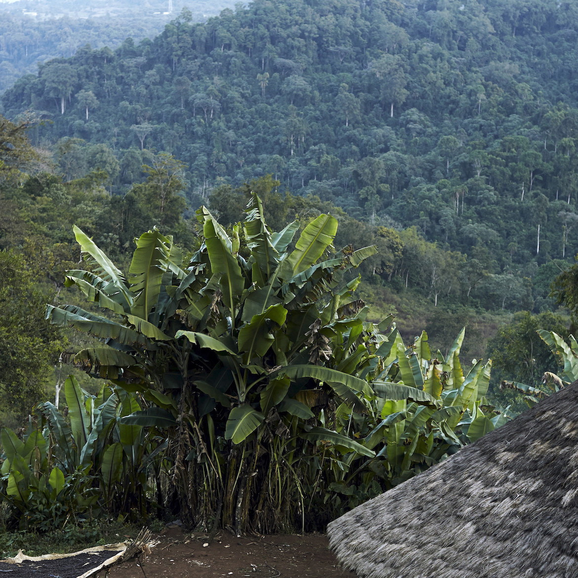 Sourcer Wild Sourcer Wild