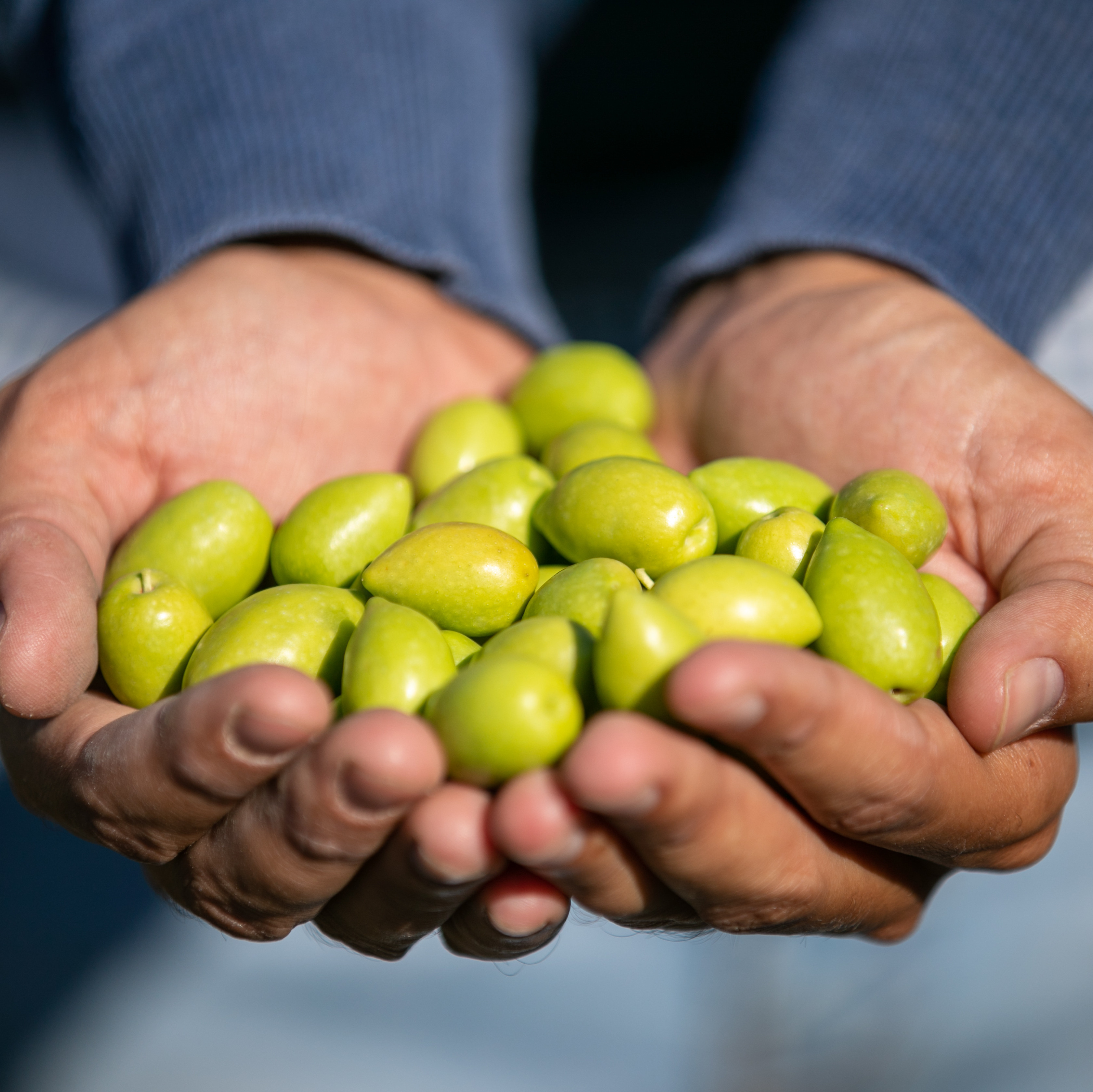 Eine Person hält eine Handvoll Oliven.